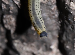 Tenthredinidae