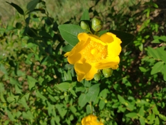 Hypericum × hidcoteense