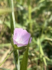 Malva setigera