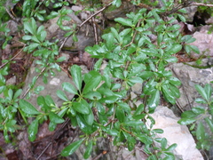 Rhamnus saxatilis
