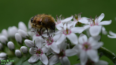 Lasiotrichius succinctus