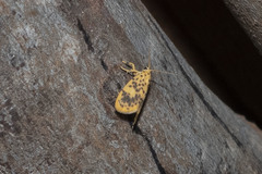 Miltochrista obsoleta