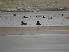 Fulica cornuta