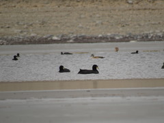 Fulica cornuta