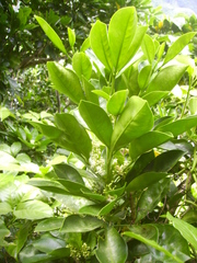 Syzygium simile