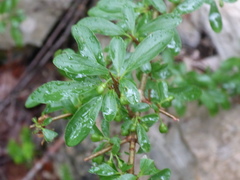 Rhamnus saxatilis