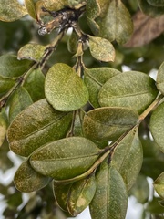 Eurytetranychus buxi