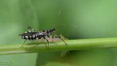 Sphedanolestes impressicollis