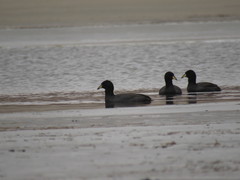 Fulica cornuta