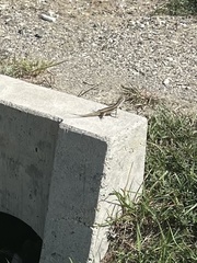 Leiocephalus raviceps