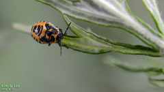 Eurydema