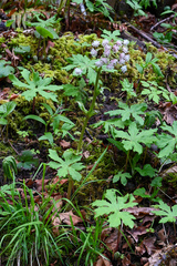 Petasites frigidus palmatus