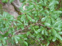Rhamnus saxatilis