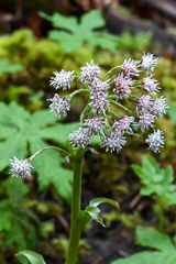 Petasites frigidus palmatus