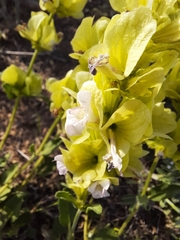 Salvia absconditiflora