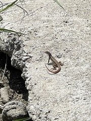 Leiocephalus raviceps