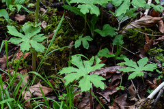 Petasites frigidus palmatus
