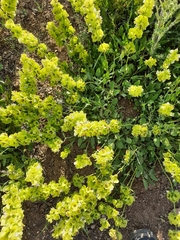 Salvia absconditiflora