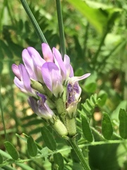 Astragalus danicus