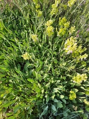 Salvia absconditiflora