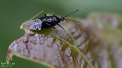 Deraeocoris ater