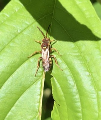 Nomada luteoloides