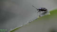 Deraeocoris ater