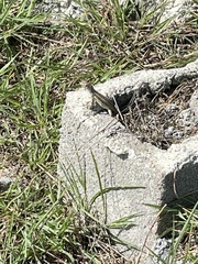 Leiocephalus raviceps