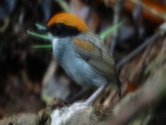 Conopophaga melanops