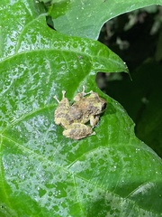 Pristimantis carvalhoi