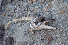 Salmo salar
