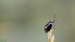 Deraeocoris ater