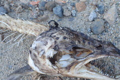 Salmo salar