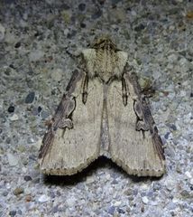 Agrotis stigmosa