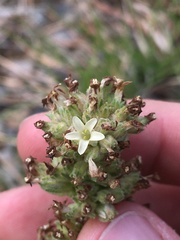Ipomopsis spicata