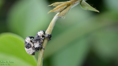 Sternuchopsis trifida