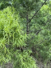 Baccharis angustifolia