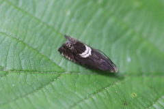 Grapholita discretana