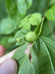 Contarinia negundinis