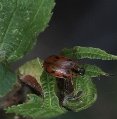 Chrysomela mainensis