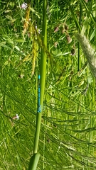 Enallagma cyathigerum