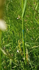 Enallagma cyathigerum