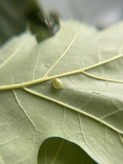 Dryocosmus cinereae