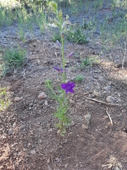 Consolida orientalis