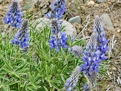 Lupinus wyethii