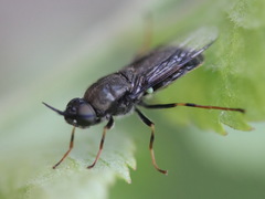 Odontomyia tigrina