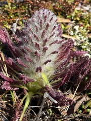Pedicularis lanata