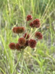 Juncus megacephalus
