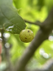 Amphibolips quercusostensackenii