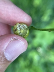 Amphibolips quercusostensackenii